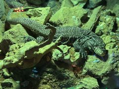 -萌宠奇缘(荣鼎店)