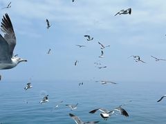 -海驴岛(荣成市)