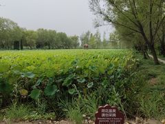 -微山湖红荷湿地景区