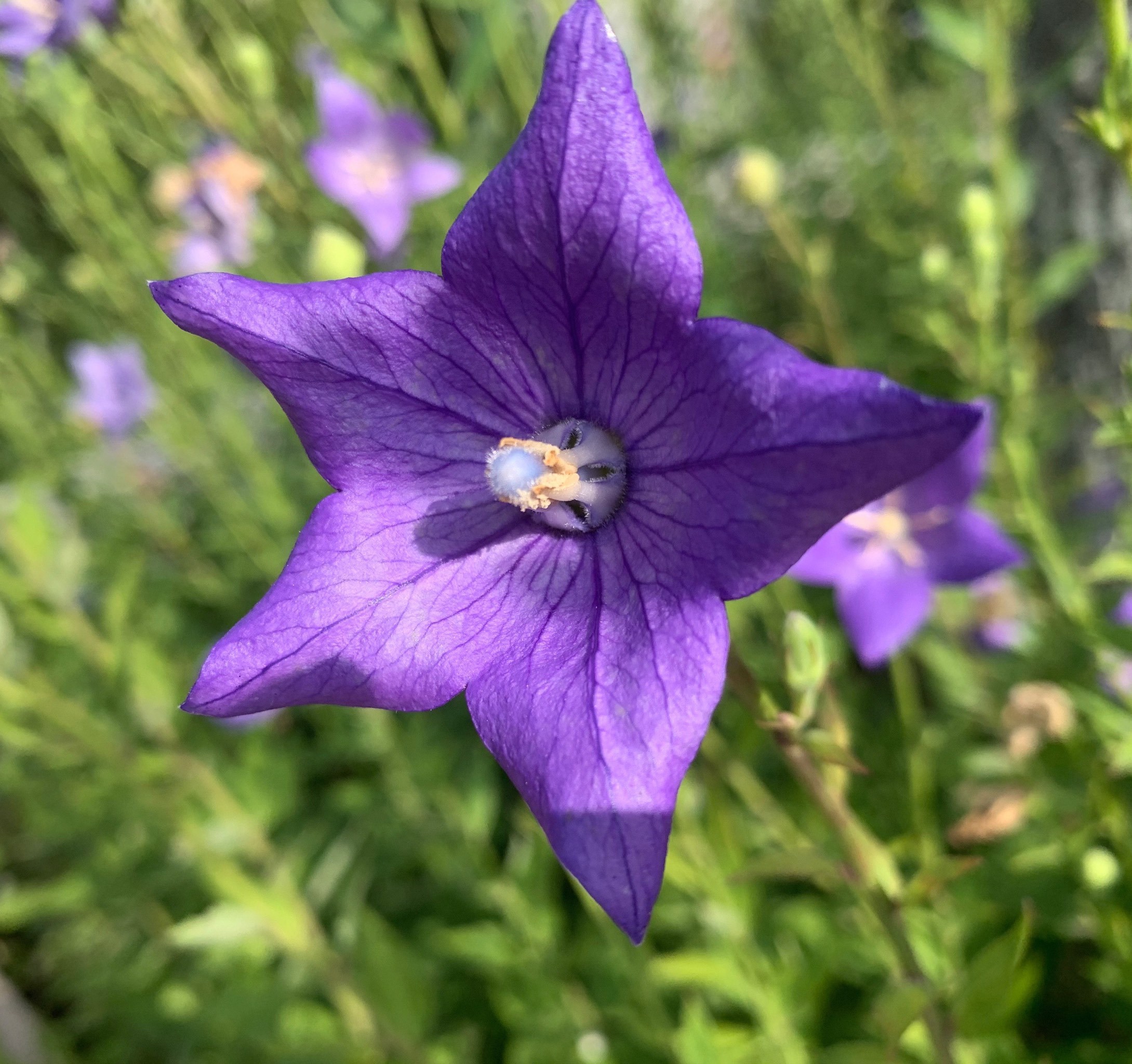 桔梗 你知道怎么发音吗?