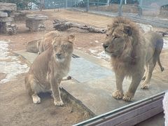 -西霞口神雕山野生动物世界