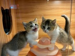 -猫十亿·布偶金渐层·曼基康矮脚猫舍(青年路店)
