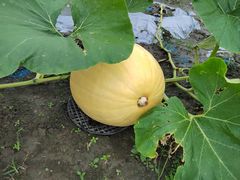 -中国天府农业博览园