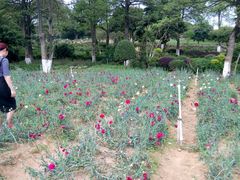 -松山湖梦幻百花洲
