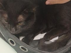 -宠福鑫康馨动物医院·骨科·眼科