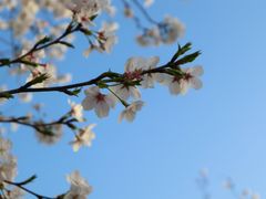 -高东镇樱花园