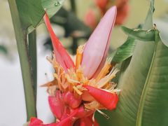 -深圳仙湖植物园