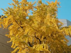 -四川大学(华西校区)