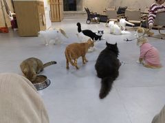 -Heymao猫咖.咖啡厅(东门店)