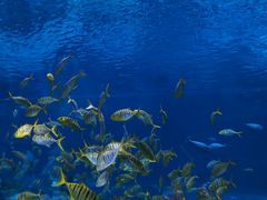 -上海海昌海洋公园