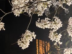 -高东镇樱花园