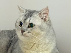-御宝贝·A梦猫科宠物医院(国际猫友好医院)