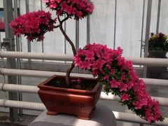 -上海鲜花港