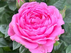 -龙大花卉苗木市场