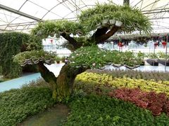 -广东茂名森林公园