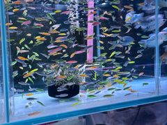 -花鸟鱼虫鲜花绿植市场(玉泉路店)