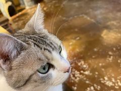 -猫猫幼稚园·撸猫·桌游·电玩