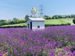 -紫颐香薰山谷景区
