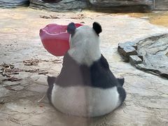 -西霞口神雕山野生动物世界