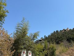 -老张烤羊(王哥庄店)