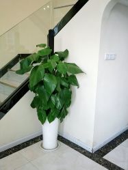 -苗医生草本科技祛痘