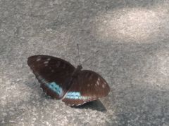 -羚羊峡古栈道森林公园