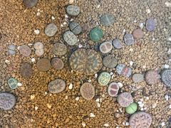 -双季花艺园艺市场(浦东店)