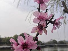 -八大山人梅湖景区