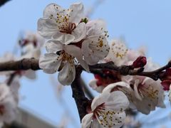 -桃花堤公园
