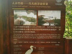 -华侨城湿地公园