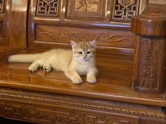 -lincat·猫舍(广州店)