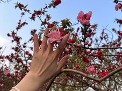 -桃花堤公园