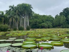 -中国科学院西双版纳热带植物园