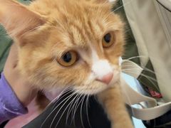 -瑞派·关忠动物医院·猫专科·犬专科(三环新城店)