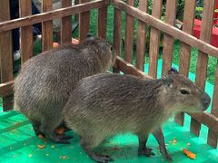 -远洋未来汇
