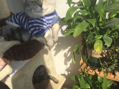 -1013 PET SHOP精品宠物商店(丁香店)