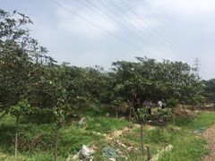 -塘栖枇杷特色园区