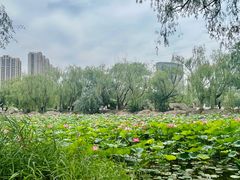 -青城公园