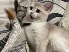 -猫大福·Fortune Cat猫舍(百子湾店)