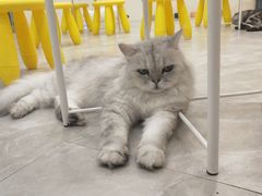 -猫力发电所·宠物专门店