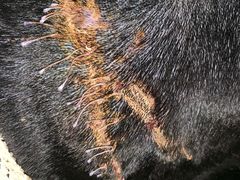 -喜多萌中农锦绣动物医院24H·猫科·牙科MRI·CT