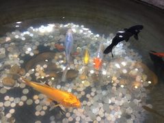 -齐道清真餐厅(金阳商贸城店)