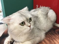 -飞行喵MR PILOT|猫舍·猫咖(静安大融城店)
