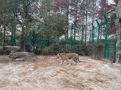 -上海野生动物园老虎餐厅