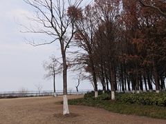 -江滩湿地公园