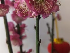 -新湖明珠城