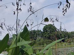 -东莞植物园