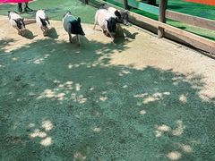 -幽岚山·童话森林