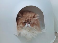 -酷豆宠物咖啡·宠物美食·撸猫馆