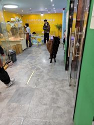 -神奇动物撸宠馆·羊驼·小浣熊·异宠(豫园店)